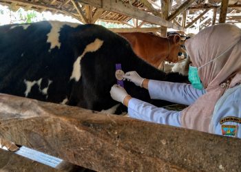 Dispernakan KBB Melakukan Pemeriksaan ANTE MORTEM Hewan Qurban Dan Menyiapkan Hotline Pelaporan AMANAH Quick Respon