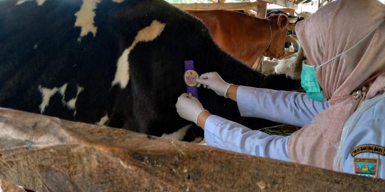 Dispernakan KBB Melakukan Pemeriksaan ANTE MORTEM Hewan Qurban Dan Menyiapkan Hotline Pelaporan AMANAH Quick Respon