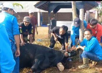 1 Ekor Sapi Dan 4 Ekor Domba Garut Di Semblih Masjid Lintang Asta Di Hari Raya Idul Adha