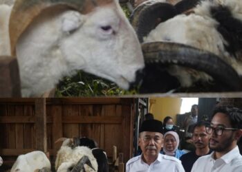 Dinas Perikanan Dan Peternakan Kabupaten Bandung Barat Telah Selesai Melaksanakan Pemeriksaan Ante Mortem Dan Post Mortem Tahun 2026