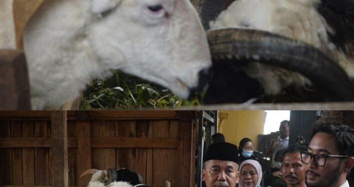 Dinas Perikanan Dan Peternakan Kabupaten Bandung Barat Telah Selesai Melaksanakan Pemeriksaan Ante Mortem Dan Post Mortem Tahun 2026
